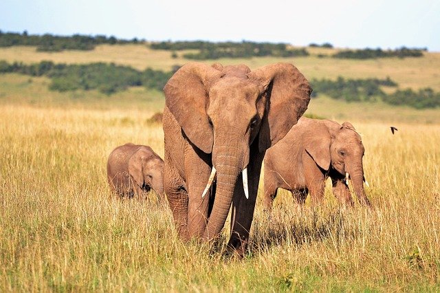 Gli elefanti sono solo alcuni tra i maggiori esemplari della fauna locale. Viaggia in Kenya con la guida di viaggio di Amerigo.it