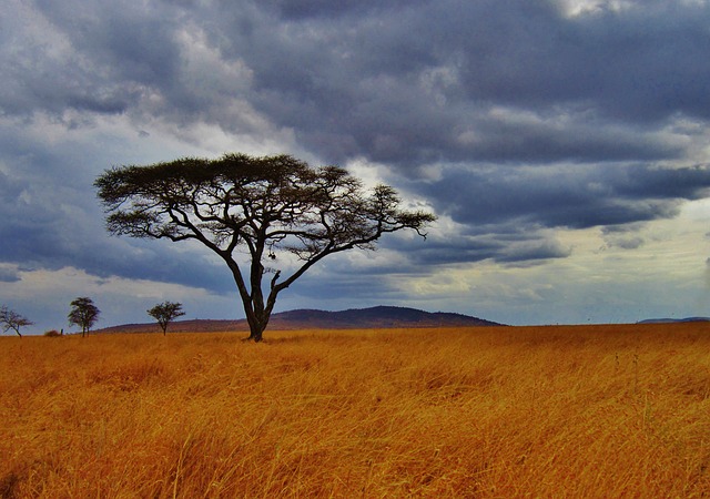 Un albero di acacia nel cuore del parco nazionale del Serengeti. Quando conviene andare in Tanzania? Scoprilo con Amerigo.it