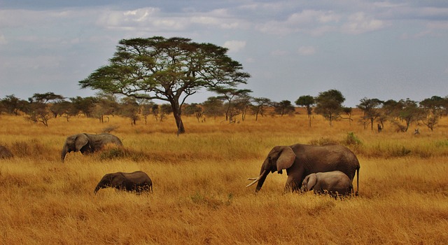 Elefanti in cammino nel cuore del parco nazionale del Serengeti. Scopri cosa vedere in Tanzania con le guide di Amerigo.it