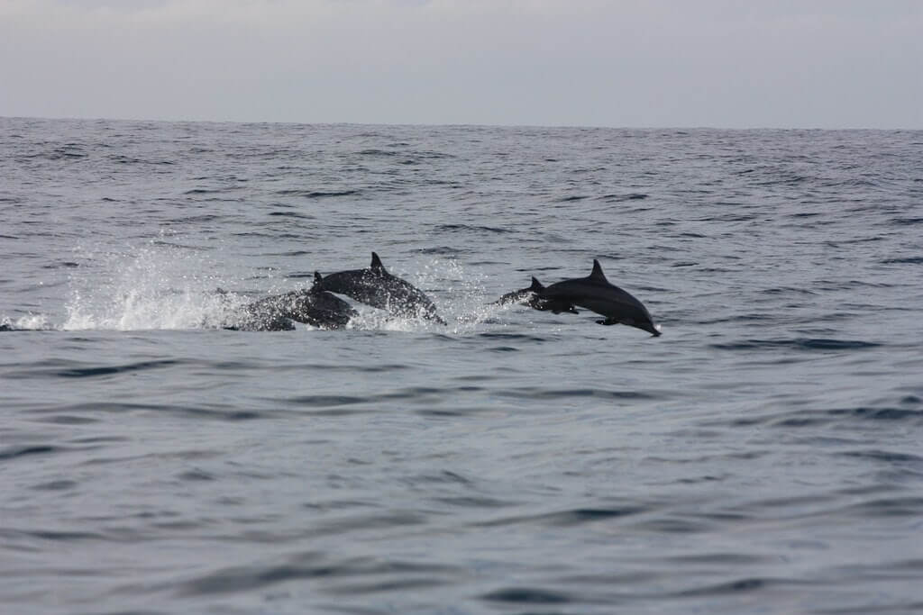 Dolphin watching a Mirissa, in Sri Lanka.