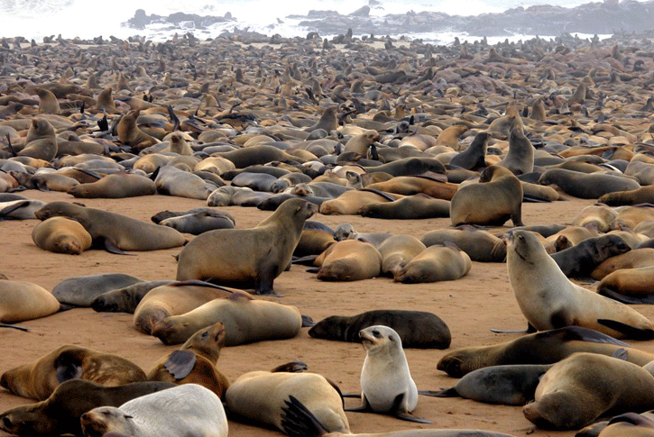 Le foche sulla costa occidentale della Namibia.