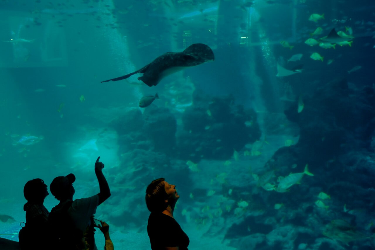 S.E.A. Aquarium, a Sentosa Island: persone ammirano una razza. 