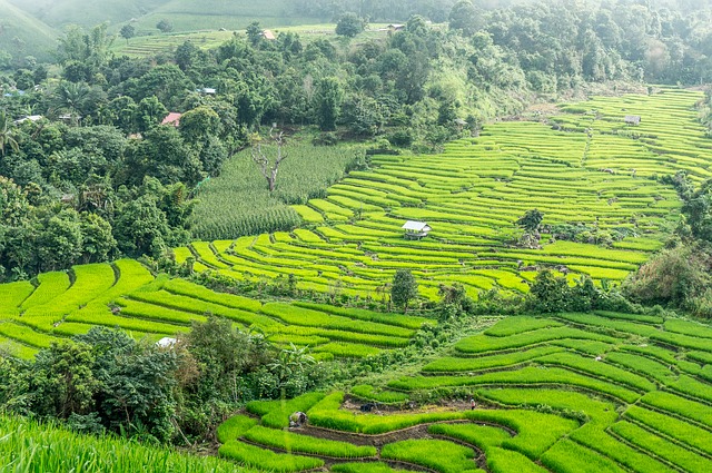 Le risaie di Chiang Mai sono tra i luoghi naturali più affascinanti di tutto il paese. Scopri le più belle destinazioni della Thailandia con Amerigo.it