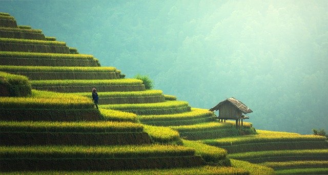Le piantagioni di riso sono fra le attrazioni più affascinanti del paesaggio locale. Non perderti un viaggio in Thailandia: scopri quando andare e parti sicuro