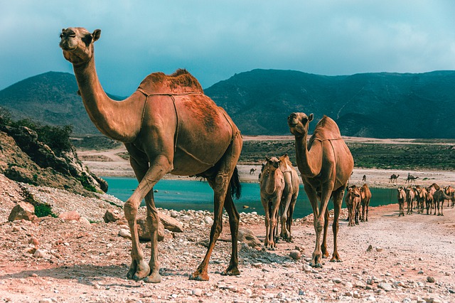 Cammelli attraversano le zone rocciose di Salalah, uno di principali luoghi di interesse dell'Oman