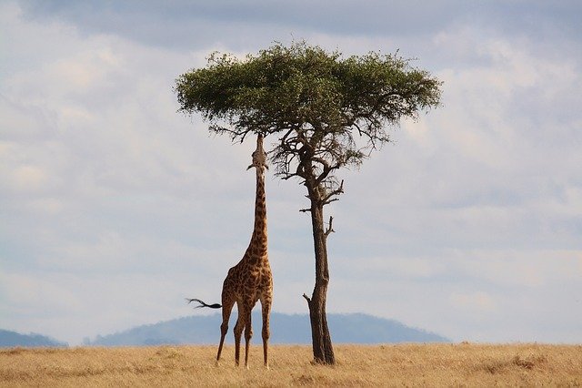 Una giraffa si ciba di foglie nella savana. Segui la guida di viaggio di Amerigo e goditi la tua vacanza in Kenya