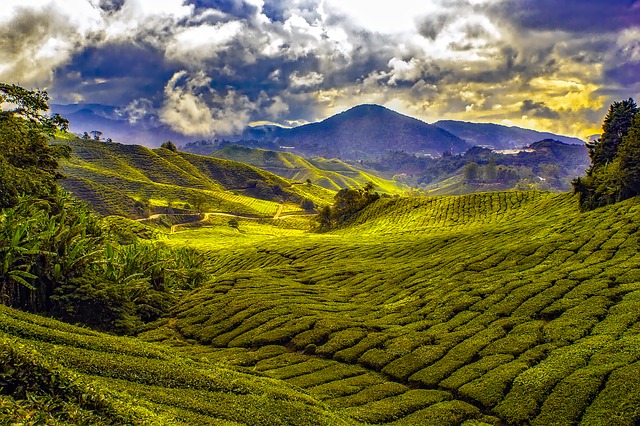 Le Cameron Highlands, le splendide colline della Malesia da ammirare una volta scelto quando andare