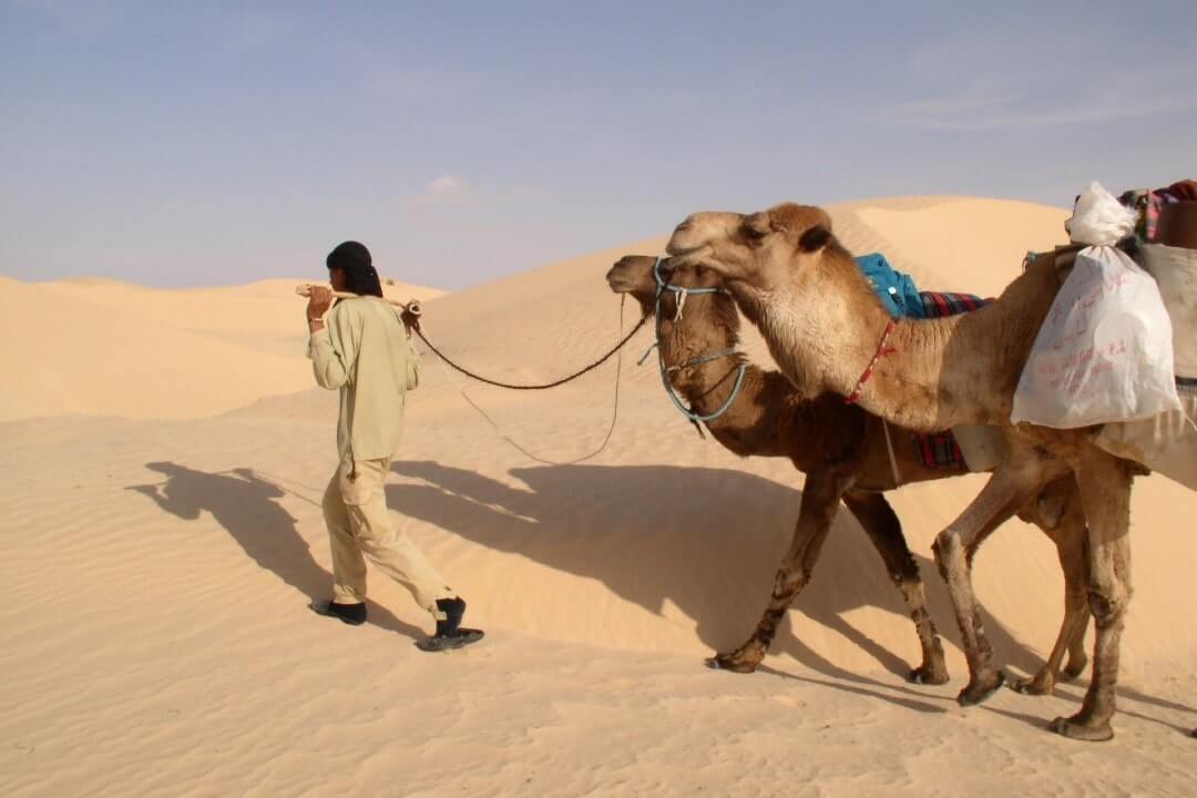 Una guida conduce due cammelli nel deserto del Sahara, Tunisia.