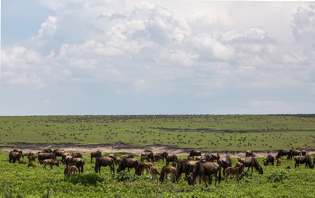 La sterminata fauna delle pianure di Ngorongoro. Scopri cosa vedere in Tanzania con Amerigo.it