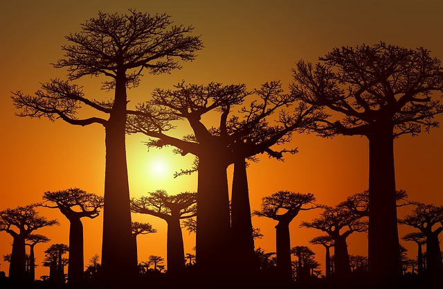 I meravigliosi baobab secolari, simbolo del Madagascar. Scopri quando e dove andare in Madagascar con Amerigo.it