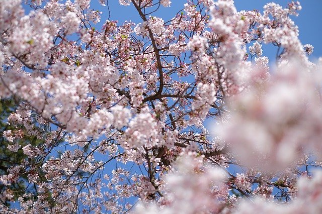 La fioritura dei ciliegi, un evento centrale per scegliere il periodo migliore per andare in Giappone