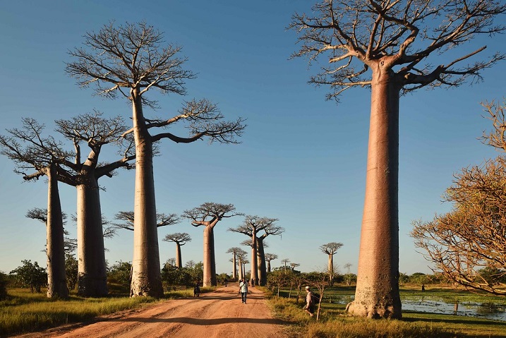 I baobab secolari lungo la Route Nationale 8, tra le più affascinanti meraviglie per sapere cosa vedere in Madagascar