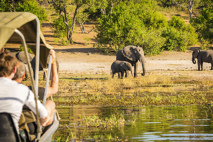 I turisti osservano degli elefanti africani durante un safari in Botswana.