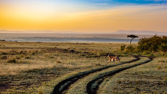 Un'antilope in libertà tra i paesaggi del Kenya. Segui la guida di viaggio di Amerigo.it e goditi la tua vacanza in Kenya
