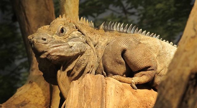 L'iguana è tra i tanti animali a cui fare attenzione durante un viaggio in Giamaica. È una meta pericolosa? Segui i consigli di Amerigo.it