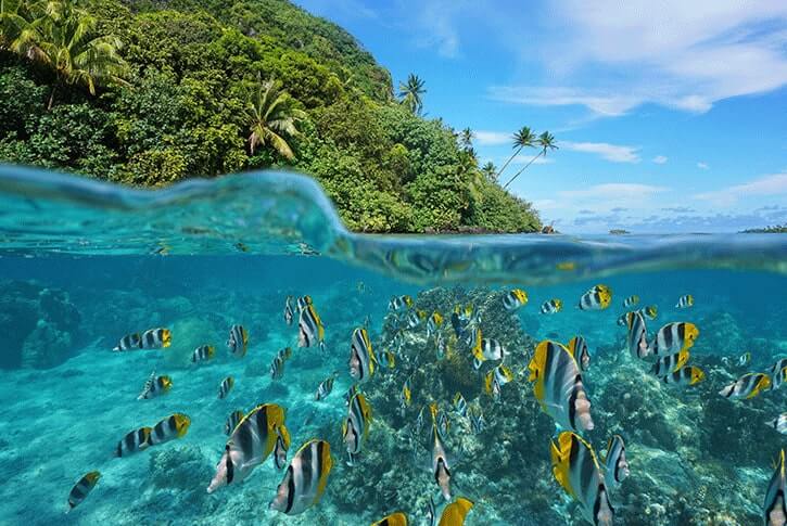 Una foto a pelo d'acqua: la vegetazione, l'acqua cristallina e i pesci della Polinesia.