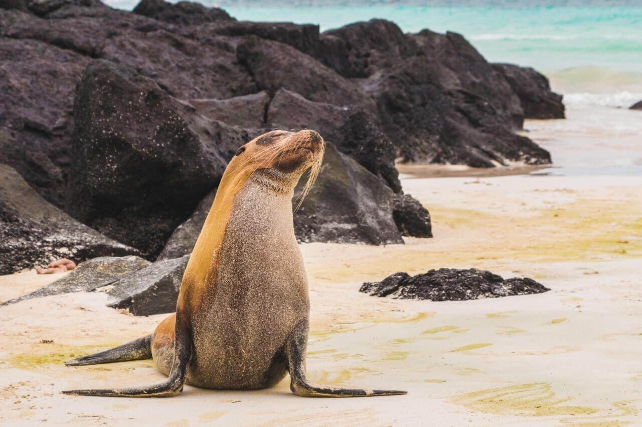 Una foca in spiaggia alle Isole Galapagos, in Ecuador.