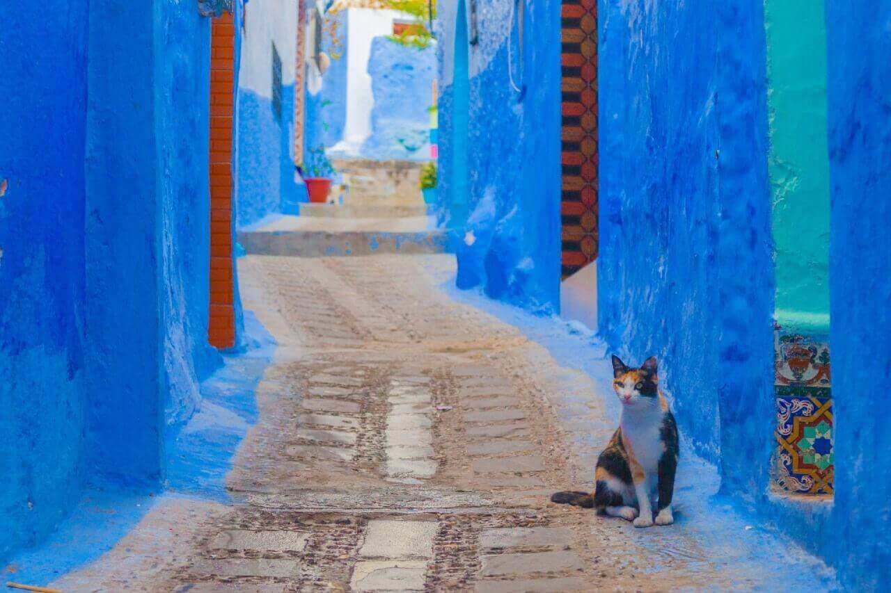 Una via e un gatto di Chefchaouen, Cosa vedere in Marocco?