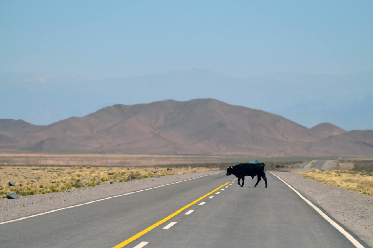 Una mucca nella provincia di salta: qual è il periodo migliore per andare in Argentina?