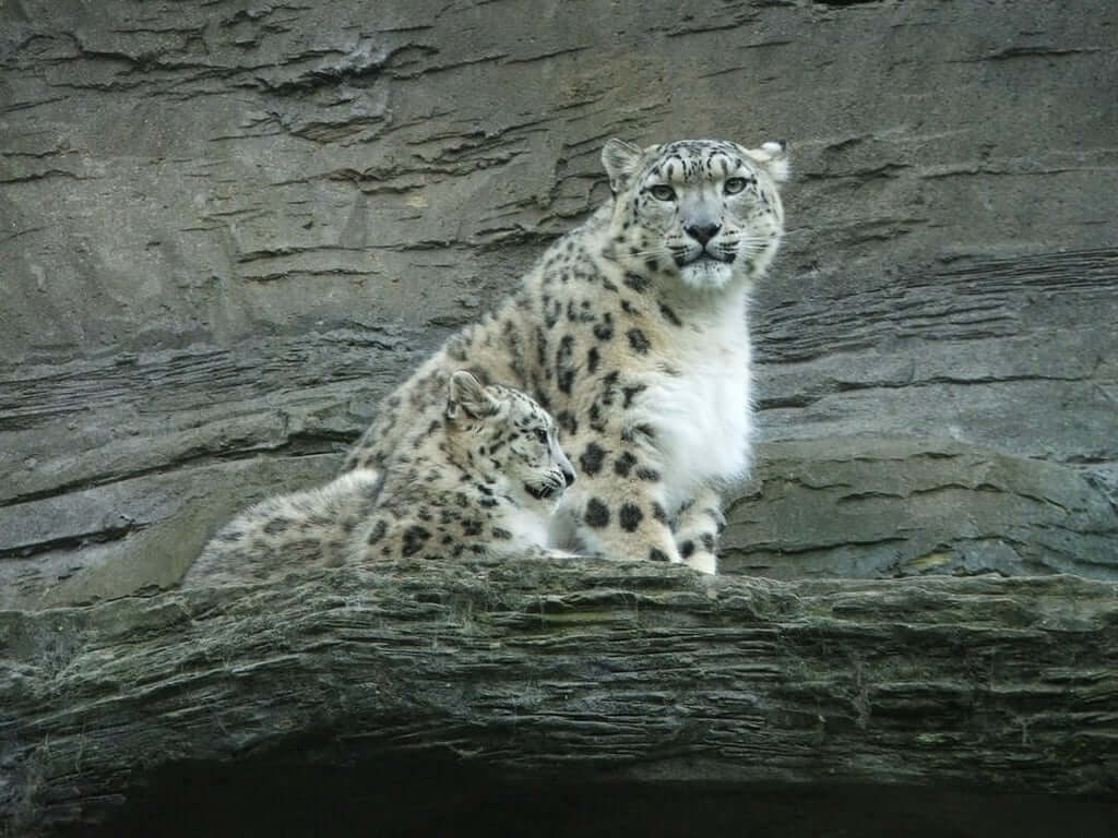 Due esemplari di Leopardo delle Nevi, specie in estinzione presente in Bhutan.