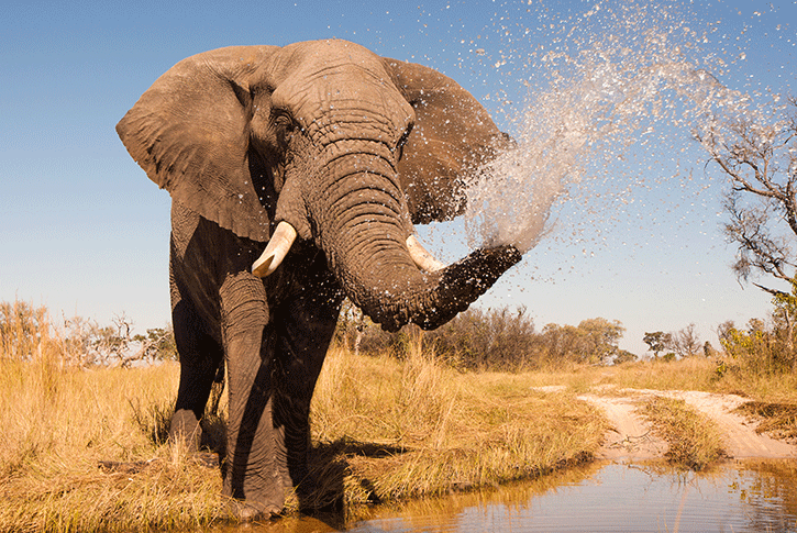 Elefante nella savana. Cosa vedere in un viaggio in Botswana?