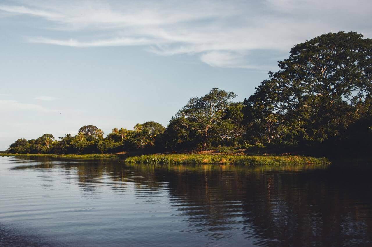 La natura e gli acquitrini del Pantanal, in Brasile.