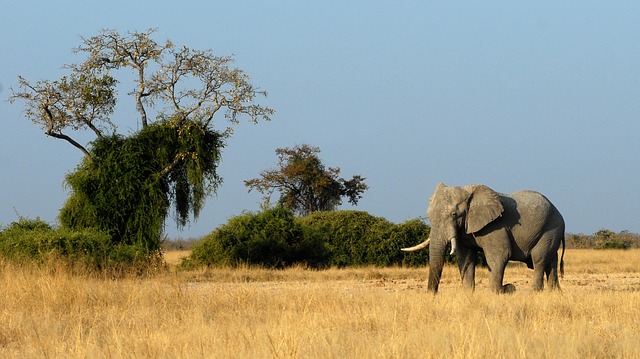 Un elefante immerso nella natura selvaggia. Parti sicuro con l'assicurazione di viaggio per il Botswana di Amerigo.it