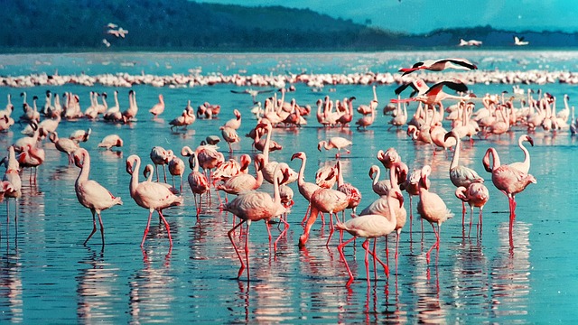 I fenicotteri rosa sul Lago Nakuru. Segui la guida di viaggio di Amerigo per la tua esperienza in Kenya