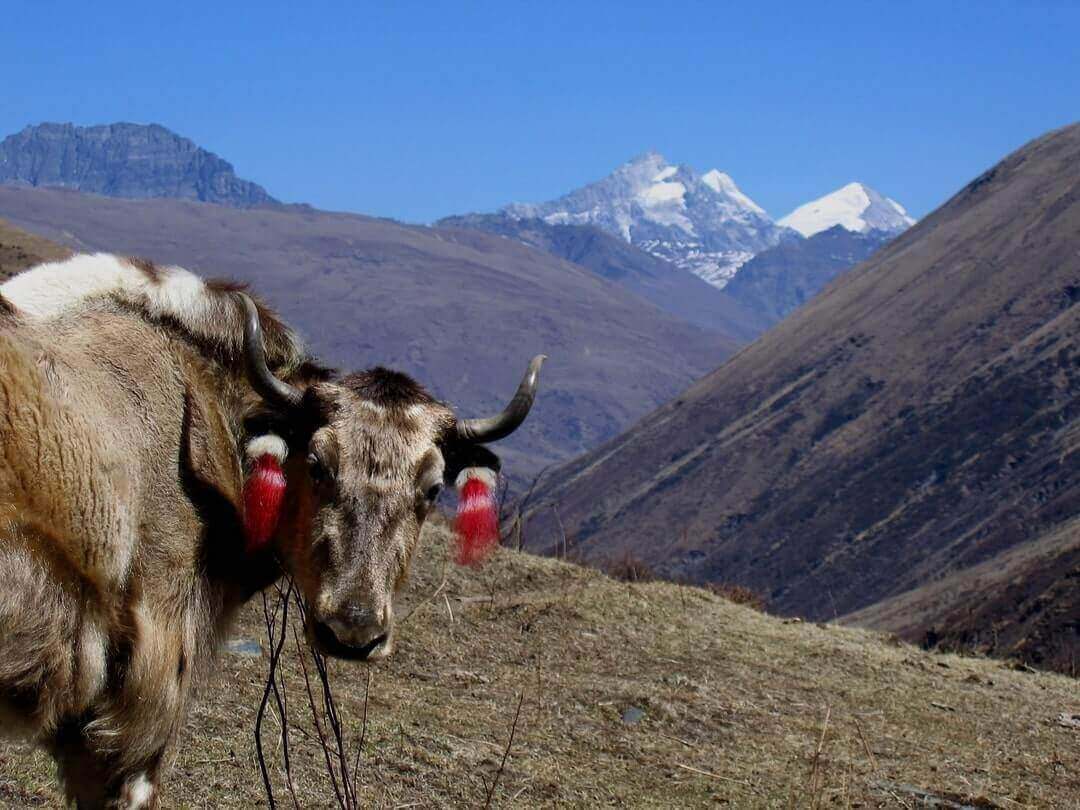 Yak in Bhutan, dal suo latte deriva il chugo, un formaggio tipico.