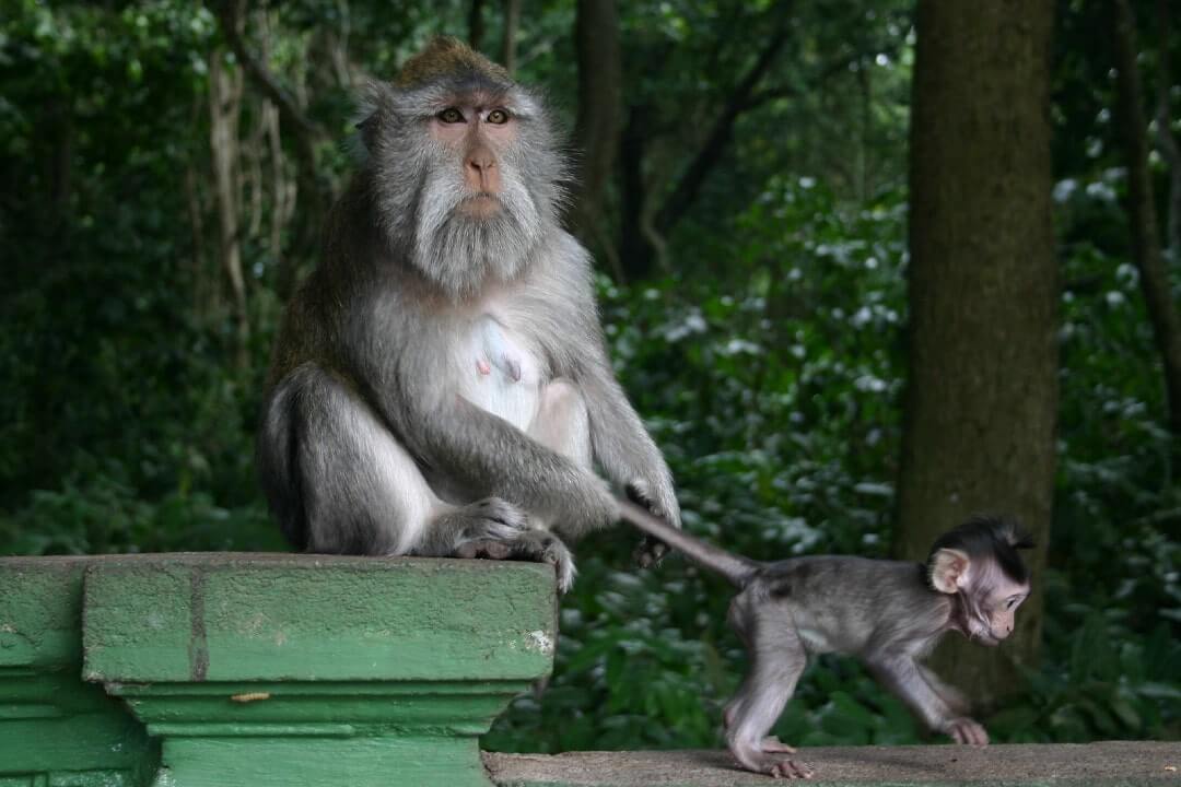 Una scimmia trattiene per la coda il proprio cucciolo, nella Monkey Forest di Ubud, a Bali.