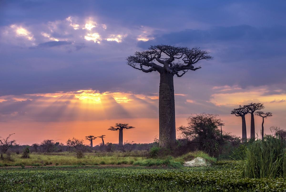 La selvaggia flora dell'isola africana: da visitare con un’assicurazione viaggio Madagascar.