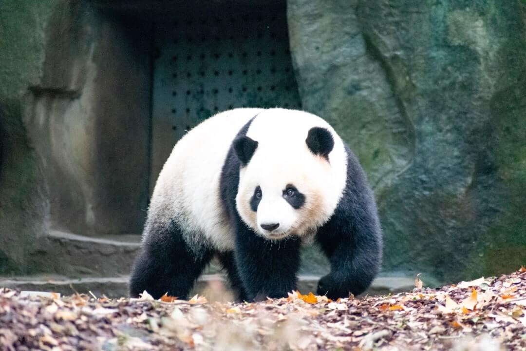 Esemplare di Panda Gigante a Sichuan in Cina.